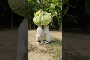 Bunny||Rabbit ||Bunny Blissful #bunnyeating #rabbit #healthyrabbitmeat #petrabbitcare #bunny