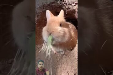 Cute rabbit #petrabbit #rabbit #bunny #cutebunny #cuteanimals #cute