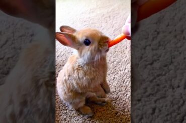Cute rabbit eating carrot #rabbit #cuterabbit #rabbiteating #cuteanimals #youtubeshorts #shorts