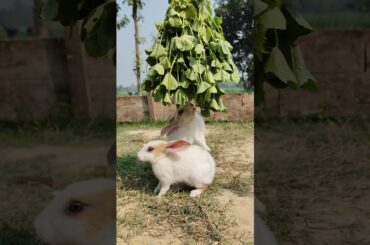 Bunny||Rabbit ||Bunny Blissful #bunnyeating #rabbit #healthyrabbitmeat #petrabbitcare #bunny