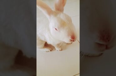 #rabbit #funny #pets #cute #bunny#youtubeshorts#petlovers#viralshotrs#viralreels#animal#rabbitworld