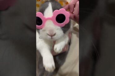Where’s the sun#rabbit,#pets,#bunny,#love,#family,#animals,#cute,#foryou,#fyp
