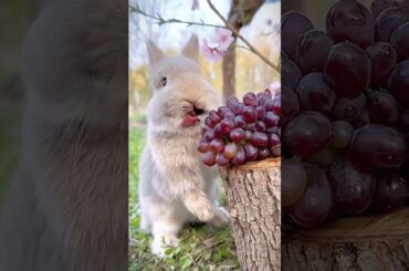 #cute #rabbite #rabbit #animals #bunny #cutebunny #pets #eating #rabbitt #baby #rabits #wildrabbits