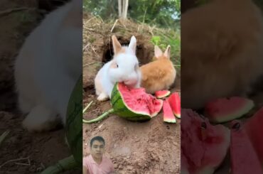 Bunny loves Watermelon #rabbit #bunny #cutebunny #cute #petrabbit