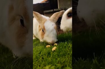 #rabbit #cute #bunny #pets #animals #shortvideo #pet