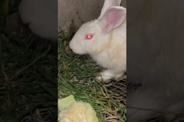 #rabbit #cute #animals #bunny #cutebunny #rabbitfood #animal #rabbiteating #rabbitmeat #mammal