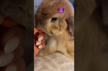 Sneaky Bunny #pets #adorableanimals #cute