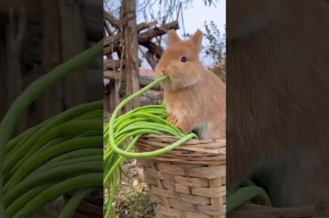 #rabbit #cuteanimals #cute #bunny #cutebunny #funny #rabits #pet #comedy #wildrabbits #rabits #funny