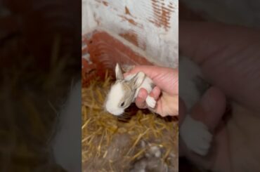 My bunny gave birth to very cute babies #cute #bunnies #babybuns #babybunny