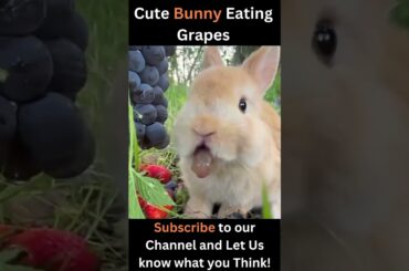 Cute Bunny Eating Grapes