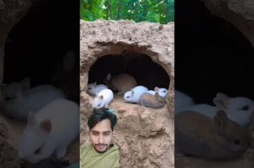 Cute rabbit baby's #cute #rabbit #petrabbit #houserabbit #bunny #rabbites