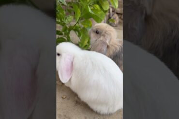 Who knew munching could be this cute? #rabbit #eating #healthy #munching