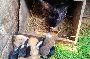 Rabbit Baby - Cute Baby Bunnies Are Drinking Milk