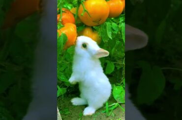 Cute bunny eating tomato # 223