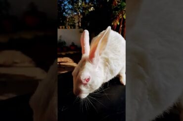#rabbit #funny #pets #cute #bunny#youtubeshorts#petlovers#viralshotrs#viralreels#animal#rabbitworld