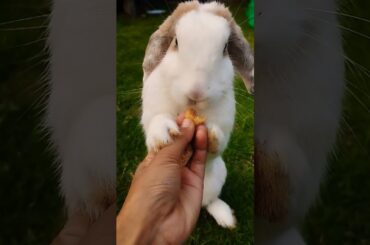 Rabbit eating food #cute #petrabbit #rabbit #rabbite #houserabbit #animals #bunny #rabbitshowtv
