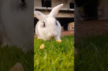 #cute #kelinci #rabbit #kelincigemes #pets #kelincilucu #animals #bunny