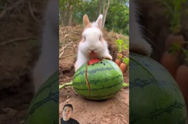 Bunny eating watermelon #rabbit #cute #bunny #cuteanimals #petrabbit #rabbitpetsupplies #petbunny
