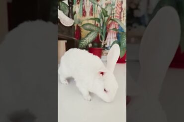 #rabbit #cute #bunny #pets #animals #petlovers #youtubeshorts#petrabbit#viralshotrs #love#viralreels