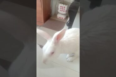 #rabbit #cute #bunny #funny #comedy #youtubeshorts #petlovers #animal #viralshotrs #virealrels #love