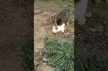 The tabby cat falls in love with the rabbit, what should I do?  #rabbit #cute #bunny #pets #funny
