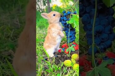 #rabbiteating #cute #rabbit #animals #rabbite #fruit #cuteanimals #rabbitfood #eating #rabits