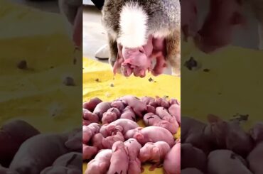 Rabbit Growth - Baby Rabbits Grow Up #animals #pets