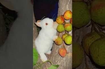 #rabbite #rabbit #pets #petrabbit #cutebunny #cute #rabbiteating #bunny #houserabbit #animals #rabit