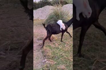 The cute rabbit funny moments #rabbit #bunny #cuteanimal #pets #cuterabbit