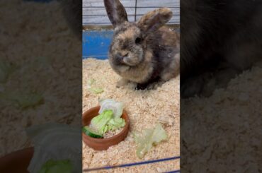 #cutebunny #cutepet #bunny #shorts #cute #petrabbit #houserabbit #animals