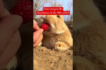 come and give the strawberries to the little rabbit #cute #bunny #cuteanimals #happycute #cutebunny