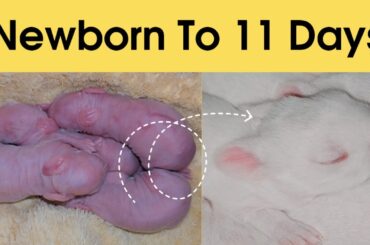 Newborn Baby Rabbits Growth from Day 1 to 11 | Cute Bunny Transformation!