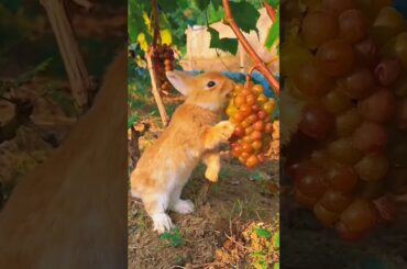 Rabbit eat fruit #animals #cute #rabbit #sorts