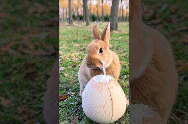 What a cute little rabbit! #rabit #cute #bunny #rabbit #fruit #rabbit #funny #rabbiteating #pets