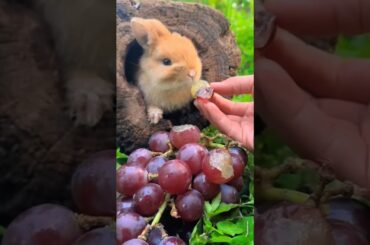 cute rabbit eating grapes from a wooden hole #shorts #rabbit #cute #kelinci #bunny