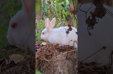Little rabbit has lived in the countryside jungle. #rabbit #bunny #cutebunny #cuteanimal #pets