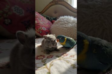 Adorable Duo: Baby Bunny and Parrot on a Bed