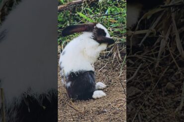 Cute Rabbit Baby Bunny - Beautiful Little Rabbit