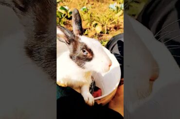 Cute bunny #rabbit #rabbitoftheday #pets #rabbitsoftheworld #facts #bunny #cutebunny #factoftheday