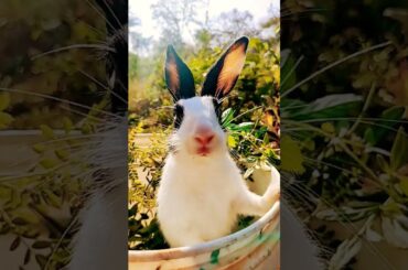 Cute bunny| cute rabbit