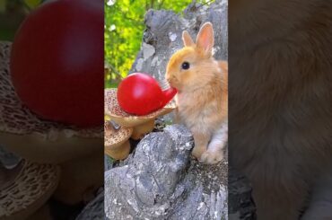 #rabbit #animals #cute #cutebunny #bunny #pets #eating #rabbitt #reels #pet #rabbitt #rabit #animals
