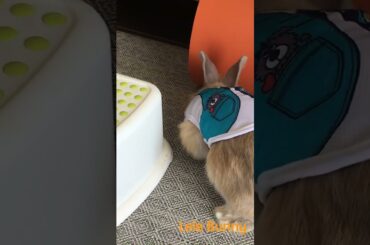 #bunny #rabbit #pets #smartrabbits #cute #cuteanimals #animals #houserabbit #funny