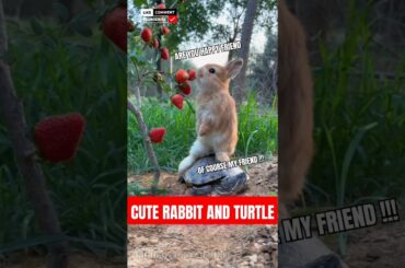Cute Rabbit and Turtle Playing