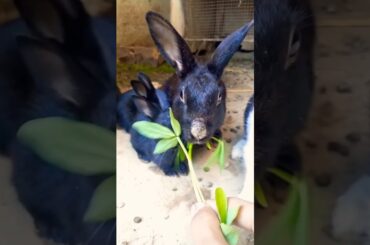 R #rabbit #beutifull #cute #bunny #pets #pet #cutebunny #animals #animal #rabbitmom #rabbiteating