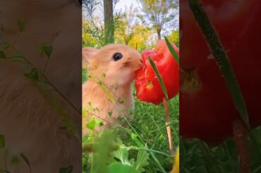 #cute #rabbit #animals #funny #nature #pets #babyanimals #eating #rabbitt #baby #funny #babyrabit