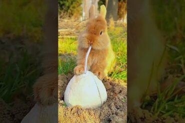 #rabbit #cute #bunny #cutebunny #funny #pets #eating #animals #rabbitt #reels #rabit #petrabbit