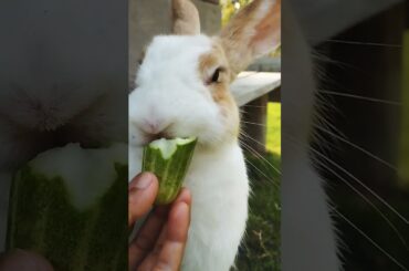 #shortvideo #rabits #pet #bunny #cute #animals