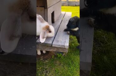 #rabbit #cute #bunny #pets #animals #shortvideo #pet #cutepet #rabbitt #cuteanimal