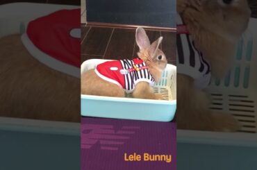 cute #bunny #rabbit #pets #smartrabbits #cute #cuteanimals #animals #houserabbit #funny