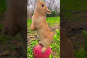 Cute rabbit eating grass #shorts #shortvideo #funny #rabbit